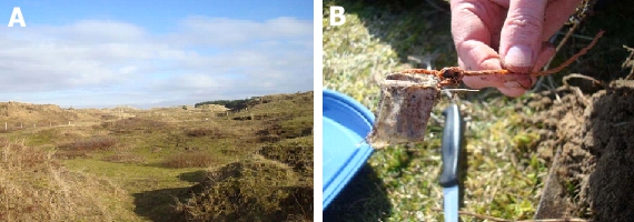 Ainsdale National Nature Reserve