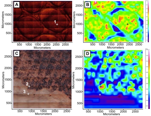 Lizard skin analysis images